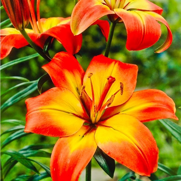 🎅🌟🤶🎄🎁🎶🎅🌟🤶🎄🎁🎶🎅🌟🤶🎄🎁 - Picture 4 of 14